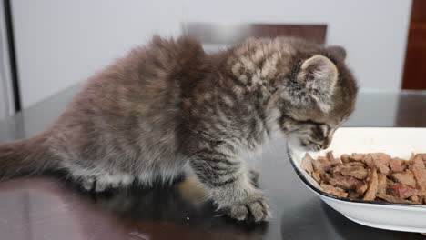starving-hungry-little-cute-lovely-tabby-main-coon-kitten-eating-food-on-table
