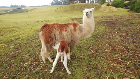 Ein-Baby-Lama,-Das-Auf-Dem-Land-Milch-Aus-Dem-Euter-Seiner-Mutter-Trinkt