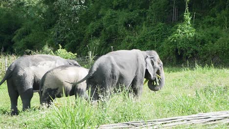 Elefantes-Asiáticos-Salvajes-Pastando-En-Un-Campo-De-Rica-Hierba-Alta-En-Chiang-Mai,-Tailandia