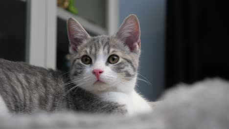 cute-little-silver-shorthair-cat-kitten-resting-on-platform-looking-upward