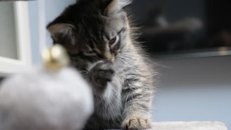 Kleine-Süße-Tabby-Schöne-Mainecoon-Kätzchen-Katze-Kätzchen-Lecken