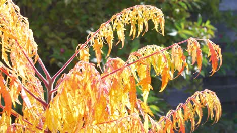 Orange-Acer-Japanese-Maple-blows-in-the-wind-in-Autumn-Sun-2