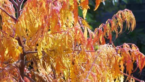 Orange-Acer-Japanese-Maple-blows-in-the-wind-in-Autumn-Sun-3