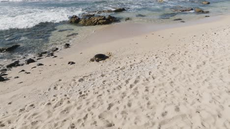 Grüne-Meeresschildkröte,-Die-Sich-Zur-Erholung-Und-Thermoregulation-In-Der-Sonne-Aalt