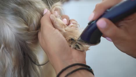 Groomer-trimming-hair-of-dog's-paw-in-a-salon