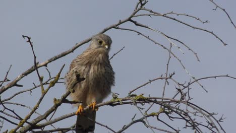 Little-hawk-or-falcon-on-a-tree-branch
