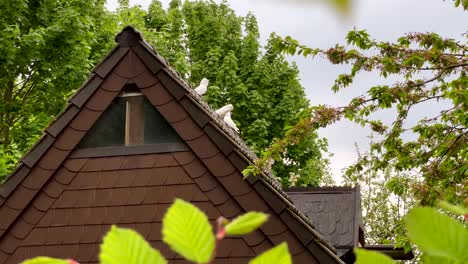 White-Pigeons-Perching-On-Top-Of-Roof-House-Against-Leafy-Trees-Near-Countryside