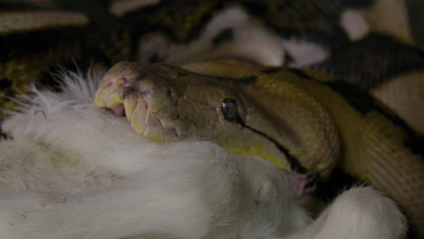 Reticulated-python-eating-a-large-mammal-wrapped-up-in-powerful-grip