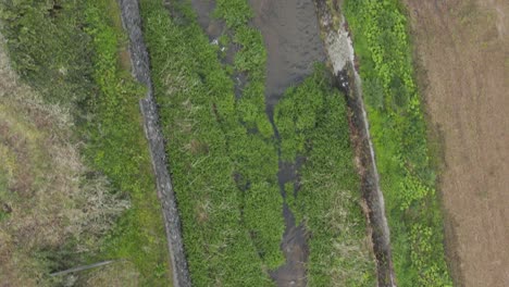 Aerial-Top-down-flying-over-Rural-Japanese-farmland-and-creek