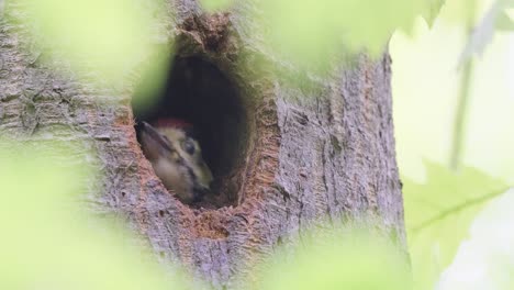 Woodpecker-chick-cheeping-and-peeking-out-from-tree-nest-hole-in-the-forest