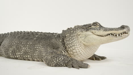Amerikanischer-Alligator-Voller-Körper-Auf-Weißem-Hintergrund
