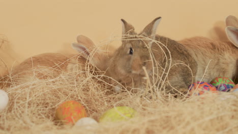 Brown-Easter-bunny-hopping-around-Easter-egg-nest-amidst-the-litter---Close-up-shot