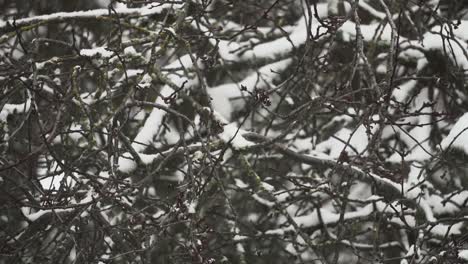 Still-motion-footage-of-a-snow-covered-tree-and-a-light-snowfall-during-winter-in-Canada