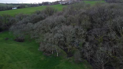 Aerial-fly-over-english-winter-trees-in-green-grass-field