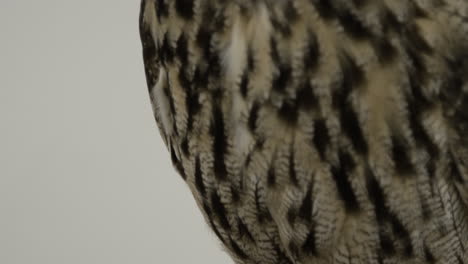 Eagle-owl-posing-on-white-background