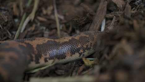 Madriguera-Y-Excavación-Serpiente-Boa-De-Arena-De-Kenia