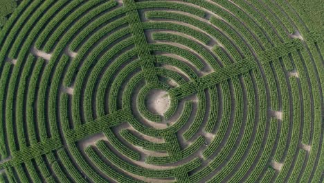 Smooth-pan-down-aerial-over-a-Labyrinth-cut-in-to-a-field-of-corn