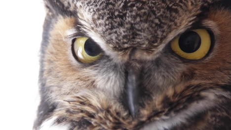 Great-horned-owl-extreme-close-up---portrait-of-incredible-bird-of-prey