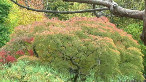 Lacy-leaf-Japanese-maple-in-autumn