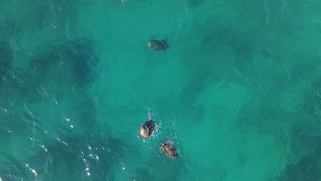Sea-turtles-swimming-copulating-on-surface-of-blue-transparent-water-Pacific-Ocean,-Exmouth-Western-Australia-Top-view-aerial-shot