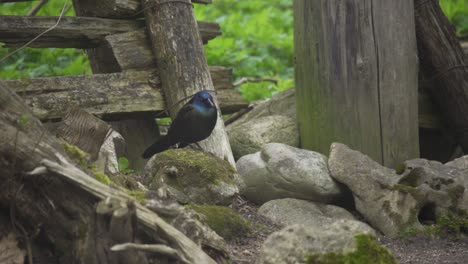 Closeup-Beautiful-Portrait-Of-A-Common-Grackle-In-Forest,-Beautiful-Wild-Bird-In-Slow-Motion