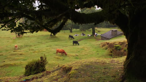 Wide-shot-of-rural-pasture-farm-with-grazing-cows-in-different-colors-on-top-of-Madeira-mountain,Portugal