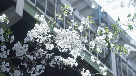 Flores-Blancas-De-Flor-De-Cerezo-En-Ramitas-Contra-Estructura-En-Tokio,-Japón