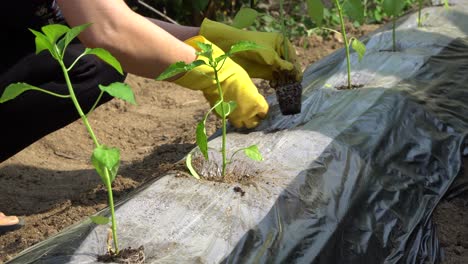 Farmer-wearing-yellow-gloves-planting-pepper-seedlings-in-the-ground-covered-with-mulch-film-close-up