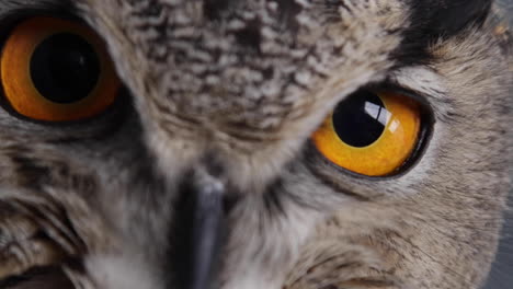 European-Eurasian-Eagle-owl-extreme-close-up-of-eyeball