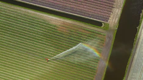 Top-down-above-impact-sprinkler-in-growing-tulip-field-in-Holland,-springtime