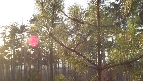 Young-fir-tree-in-the-forest-with-sun-rays