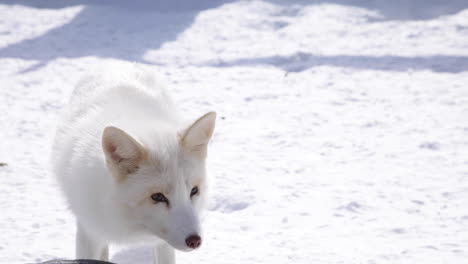 An-arctic-fox-close-up-in-the-winter-snow