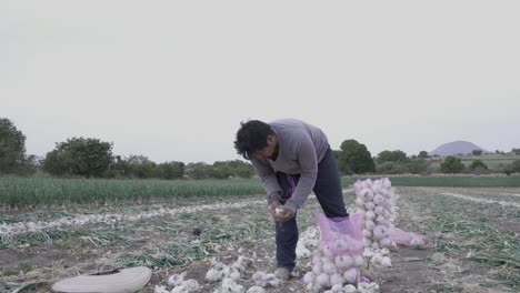 a-farmer-harvesting-ripe-onions-on-a-farm