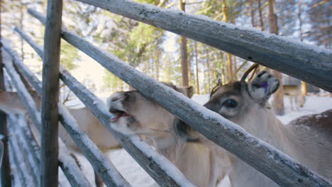 Male-hand-with-gloves-feeding-Reindeers-at-a-farm,-winter,-in-Lapland---Rangifer-tarandus