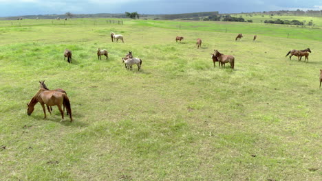 Horses-on-a-summer-pasture