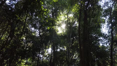 Luz-Del-Sol-Que-Pasa-A-Través-De-Los-árboles-En-El-Bosque