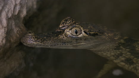 Close-up-side-profile-caiman-crocodile