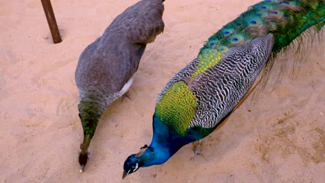 Beautiful-and-colorful-peacocks-eating-peanuts-from-the-ground