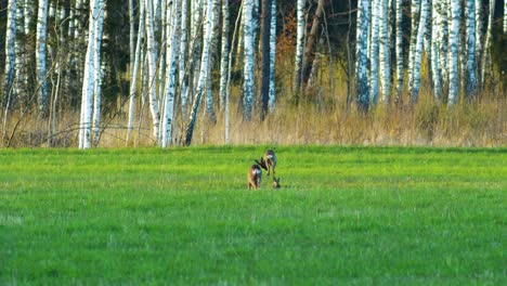 Three-wild-European-roe-deer-eating-in-a-green-meadow,-sunny-spring-evening,-golden-hour,-medium-shot-from-a-distance