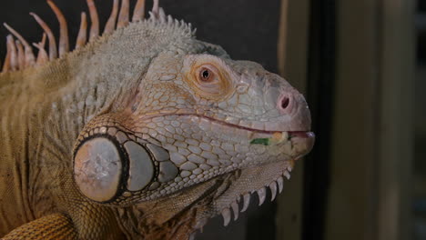 Green-iguana-close-up-side-profile