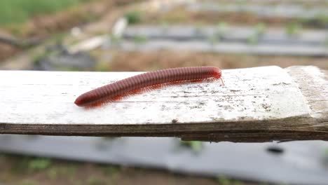 The-Keluwing-or-Red-Milipede-is-walking-on-bamboo