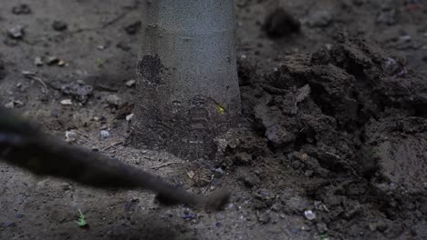 Shovel-digging-soil,-ground-in-garden-around-tree-trunk-in-spring