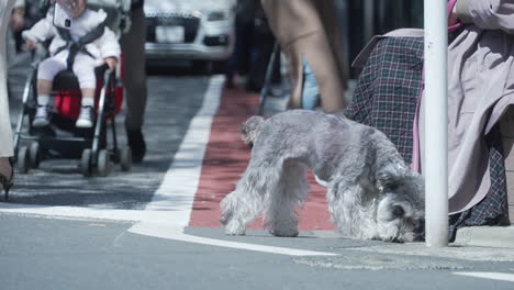 Zwergschnauzer-Hund-Schnüffelt-Am-Straßenrand-In-Tokio,-Japan