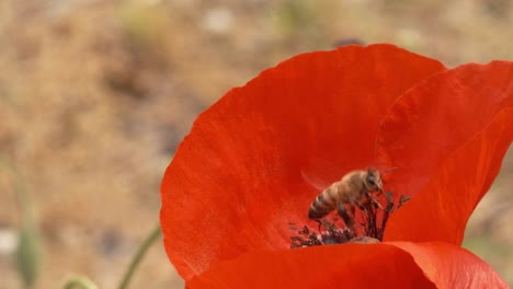 Fantastische-Makroansicht-Der-Biene,-Die-Wilde-Rote-Mohnblume-Bestäubt