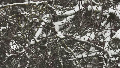 Nieve-Pegada-A-Las-Ramas-De-Un-Cerezo-En-Flor-Durante-Un-Ligero-Invierno-Nevado-En-Canadá