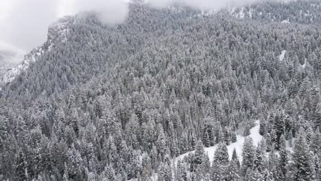 Snowy-coniferous-forest-in-American-Fork-Canyon,-Utah
