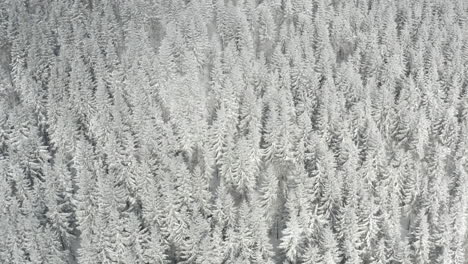 Aerial-shot-of-snow-white-pine-forest,-wintertime-in-Czech-Republic