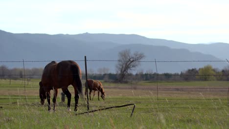 Horses-grazing-in-the-open-space-against-a-background-of-mountains