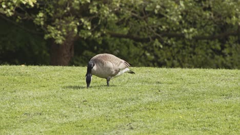 2-geese-grazing-grass-in-urban-setting---Downtown-Vancouver-Canada