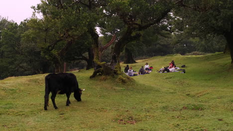 Wide-shot-of-black-cow-grazing-and-group-of-people-practicing-yoga-outdoors-on-grassy-hill